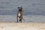 WHIPPET 291